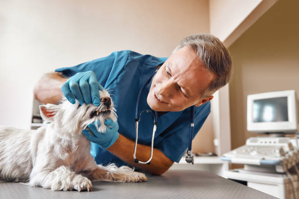 Best Emergency Dentist for Special Needs Patients in Islamorada Village Of Islands, FL
